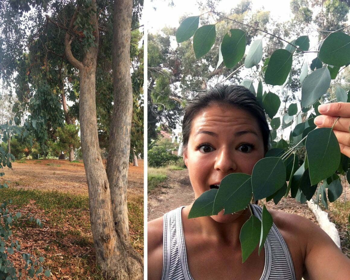 Eucalyptus trees we saw (and smelled!) while biking around San Diego