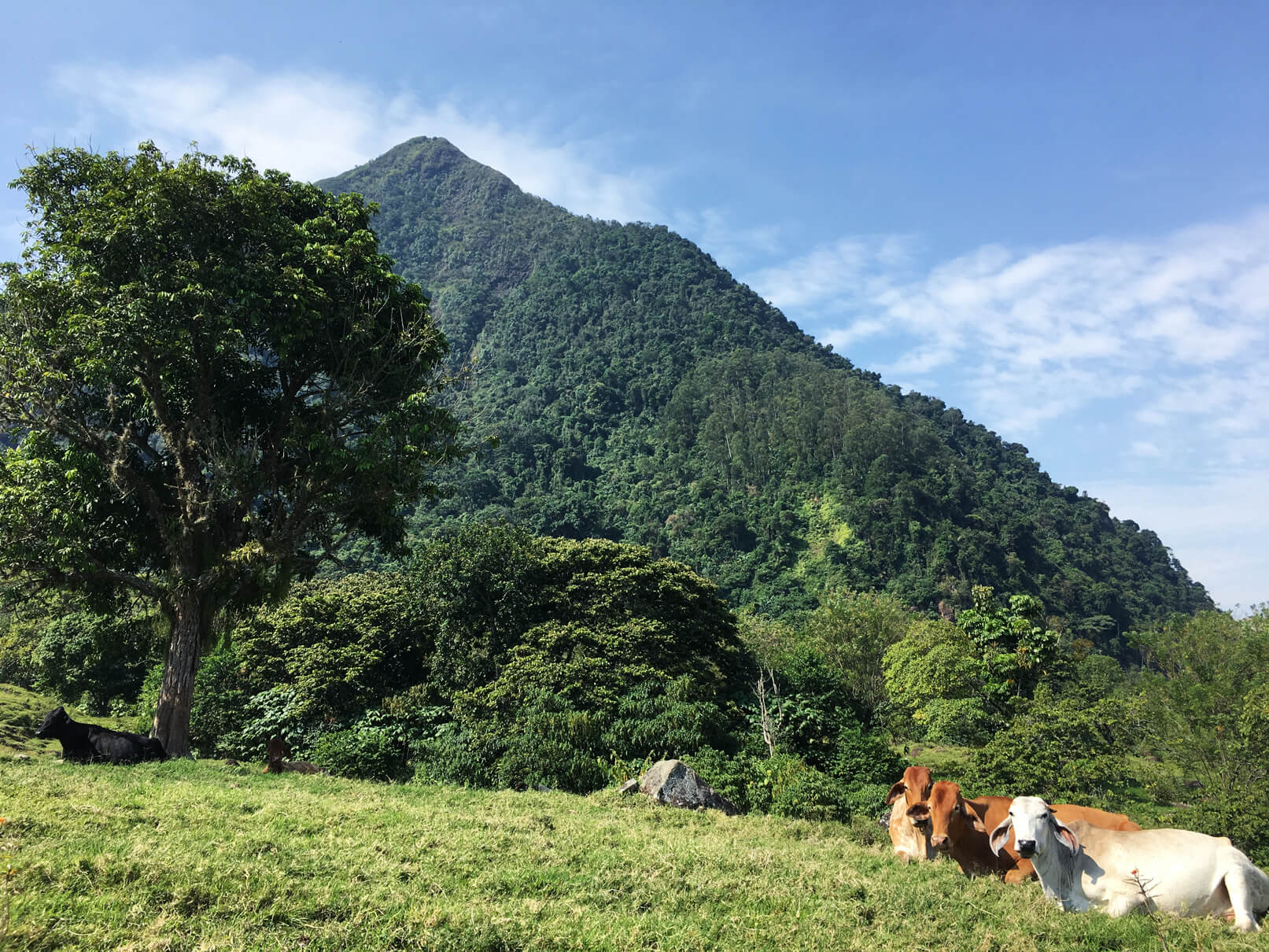 Cows Cerro Tusa venecia