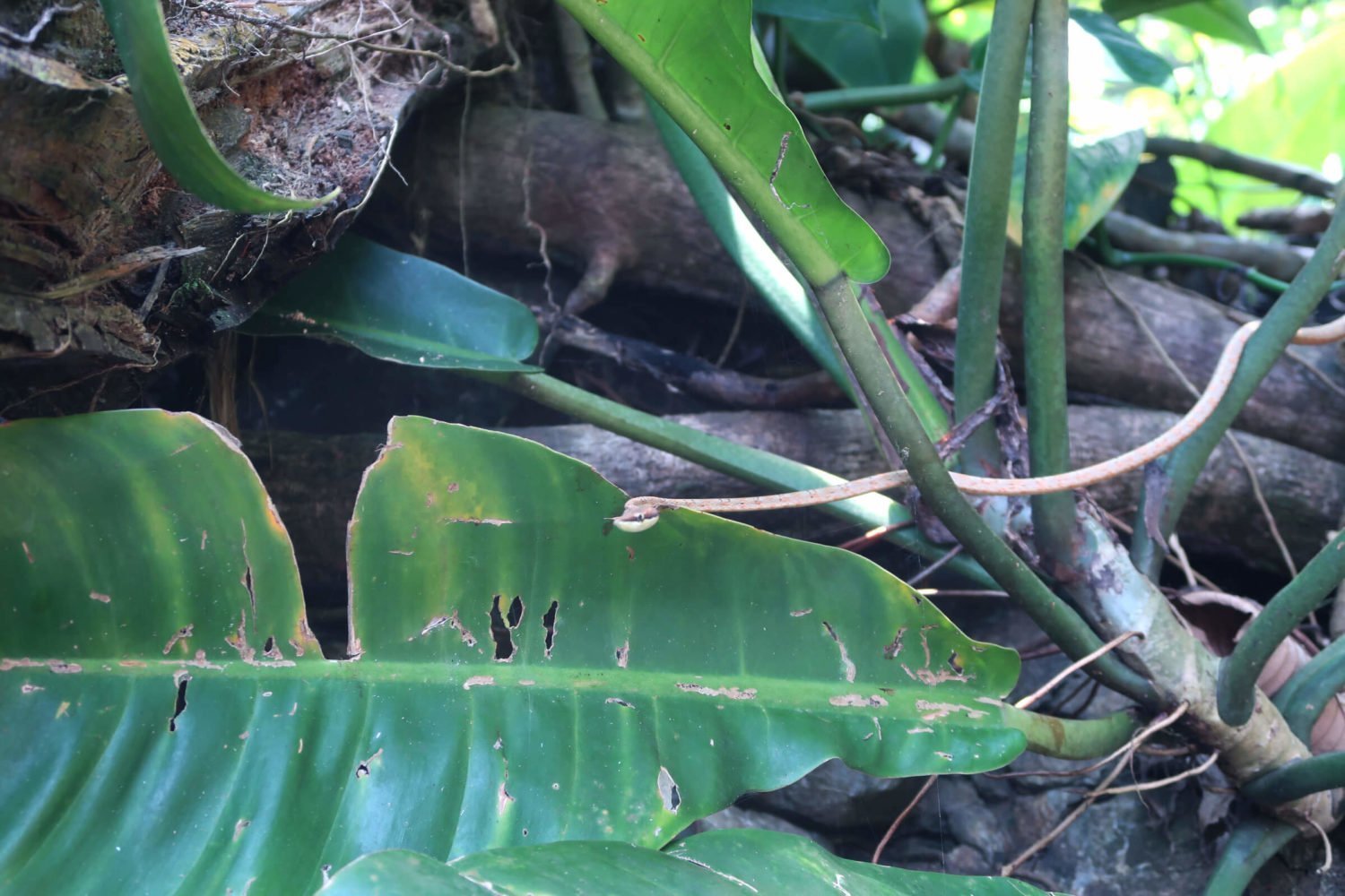 hidden snake winds himself around some tropical leaves playa el tigre bahia solano