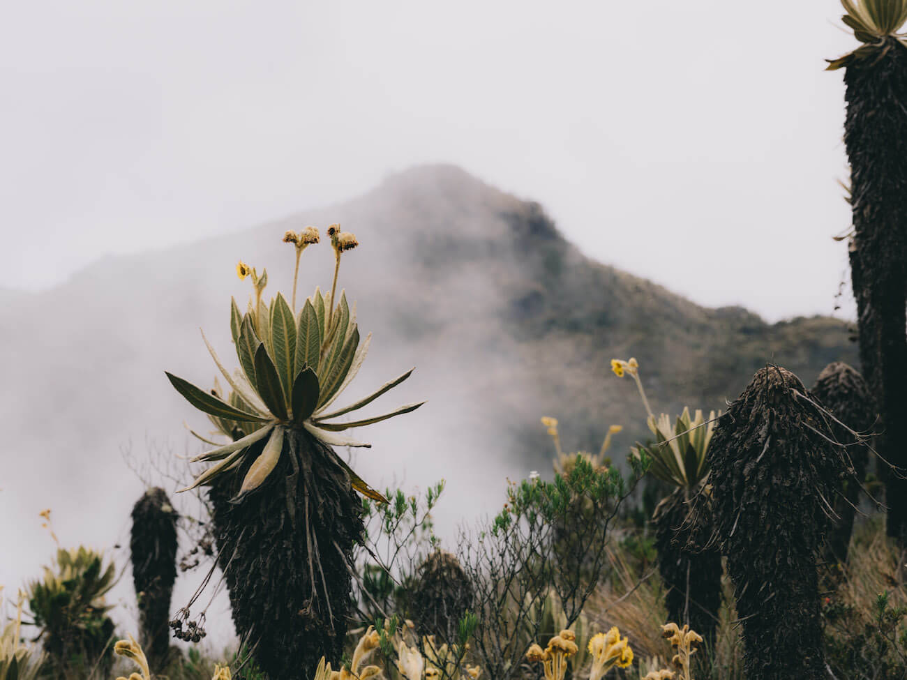 Frailejones in foreground and cloudy Alto del Burro in background