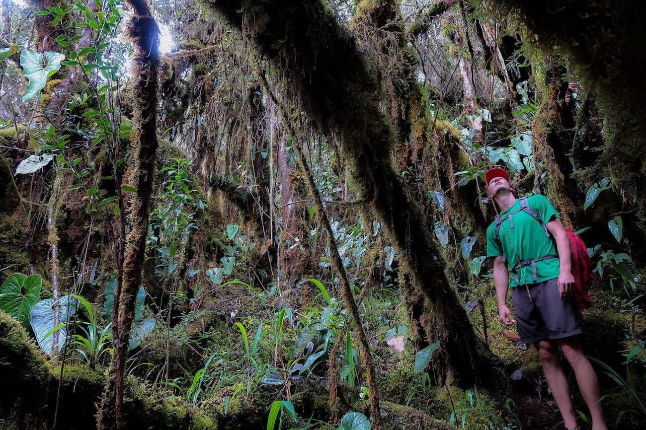 Chris amongst the overgrown forest below the Paramo del Sol in Colombia