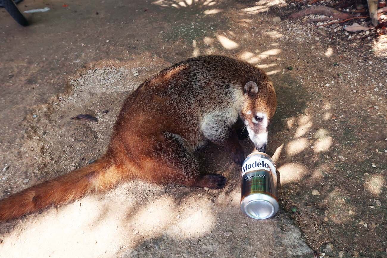 Coati playing with beer can outside the Tulum ruins. 