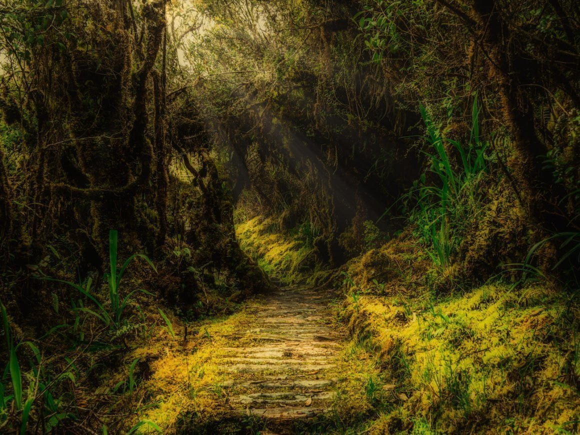 Hiking trail through the moss forest