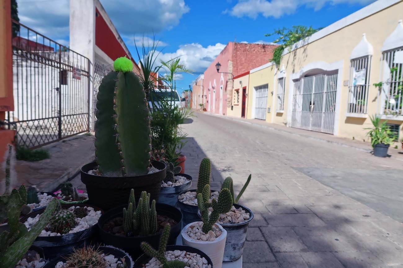 Street and some cacti in Valladolid, Mexico.