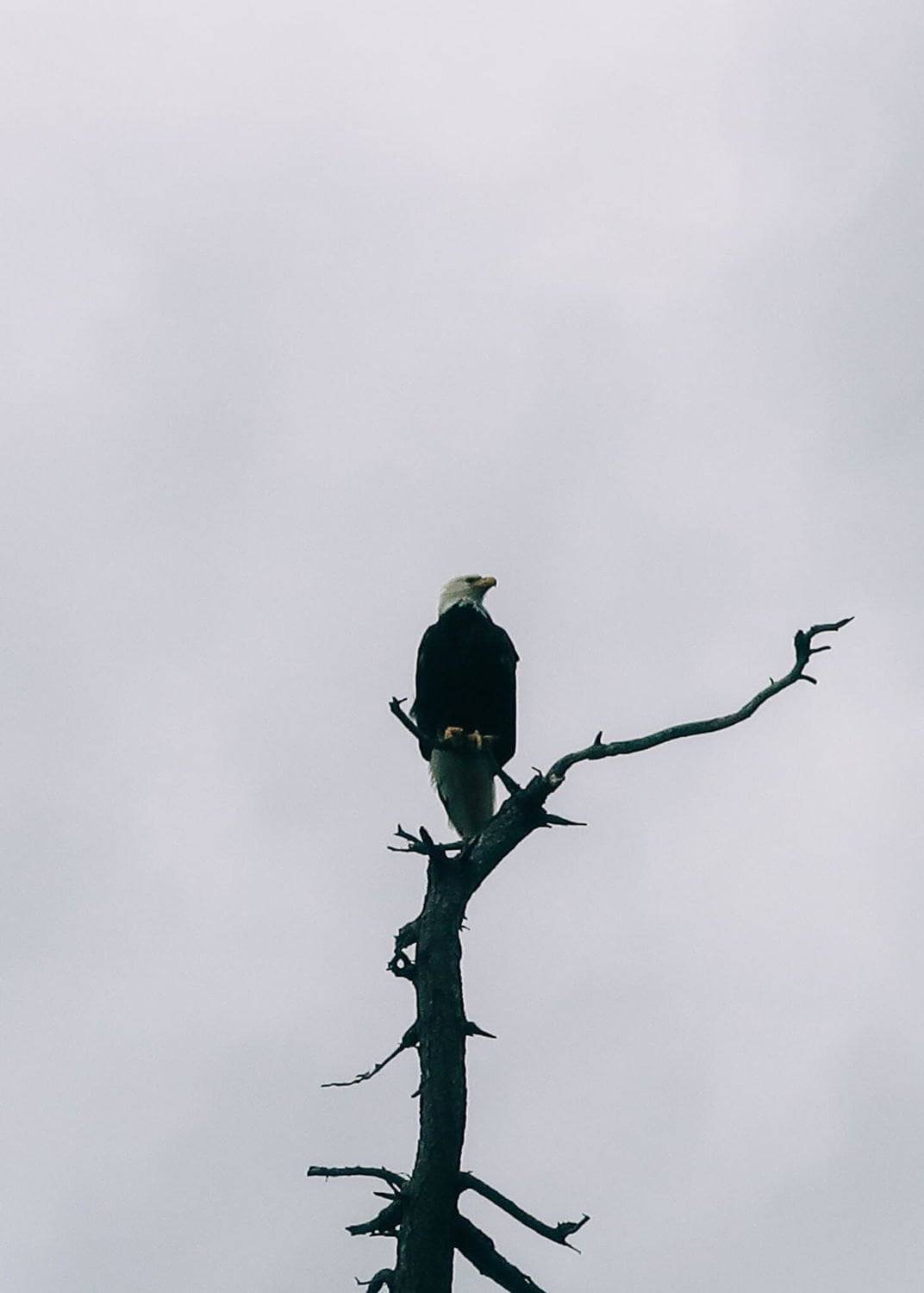 close up of eagle on savary island