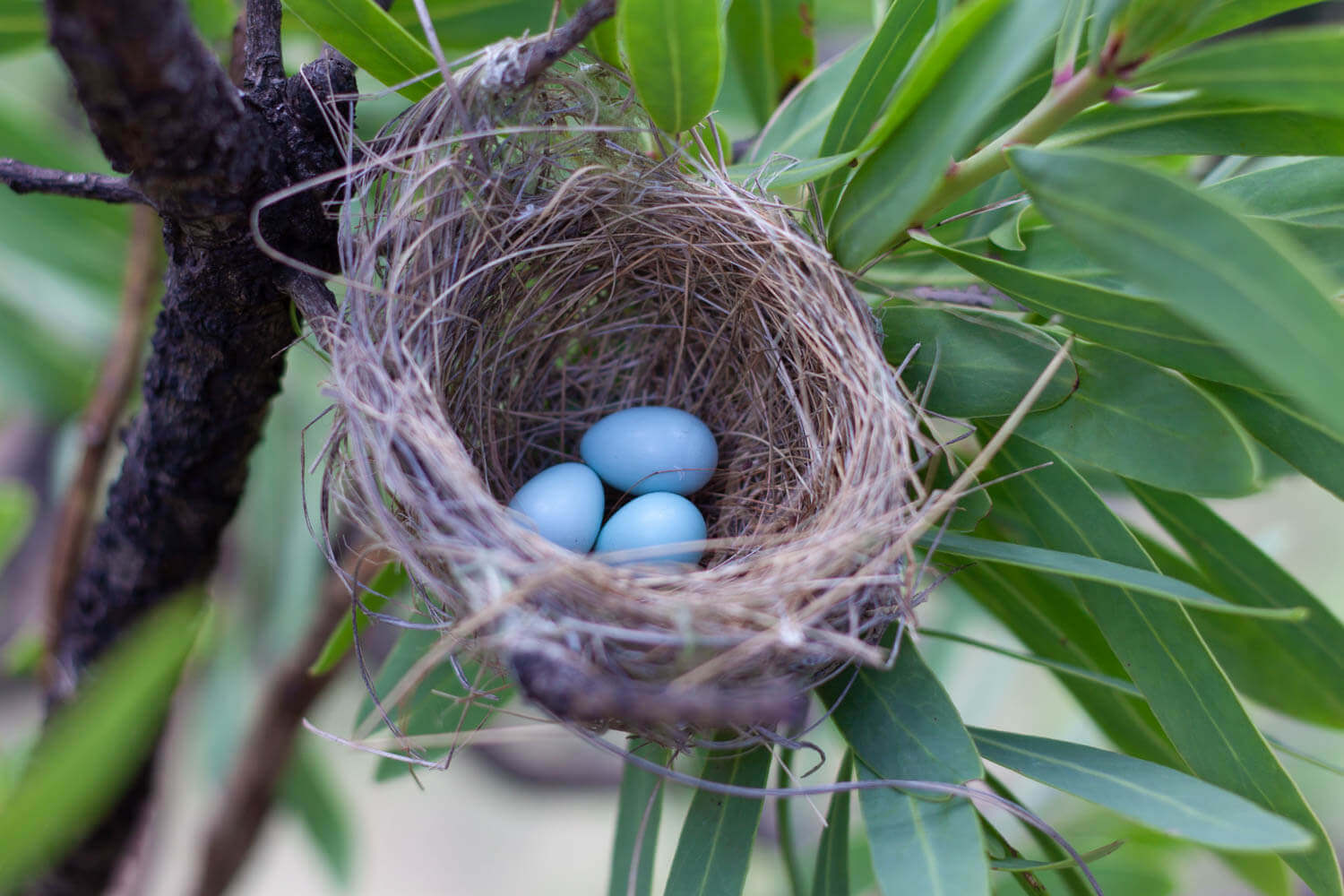 Close-up of baby blue bird's eggs