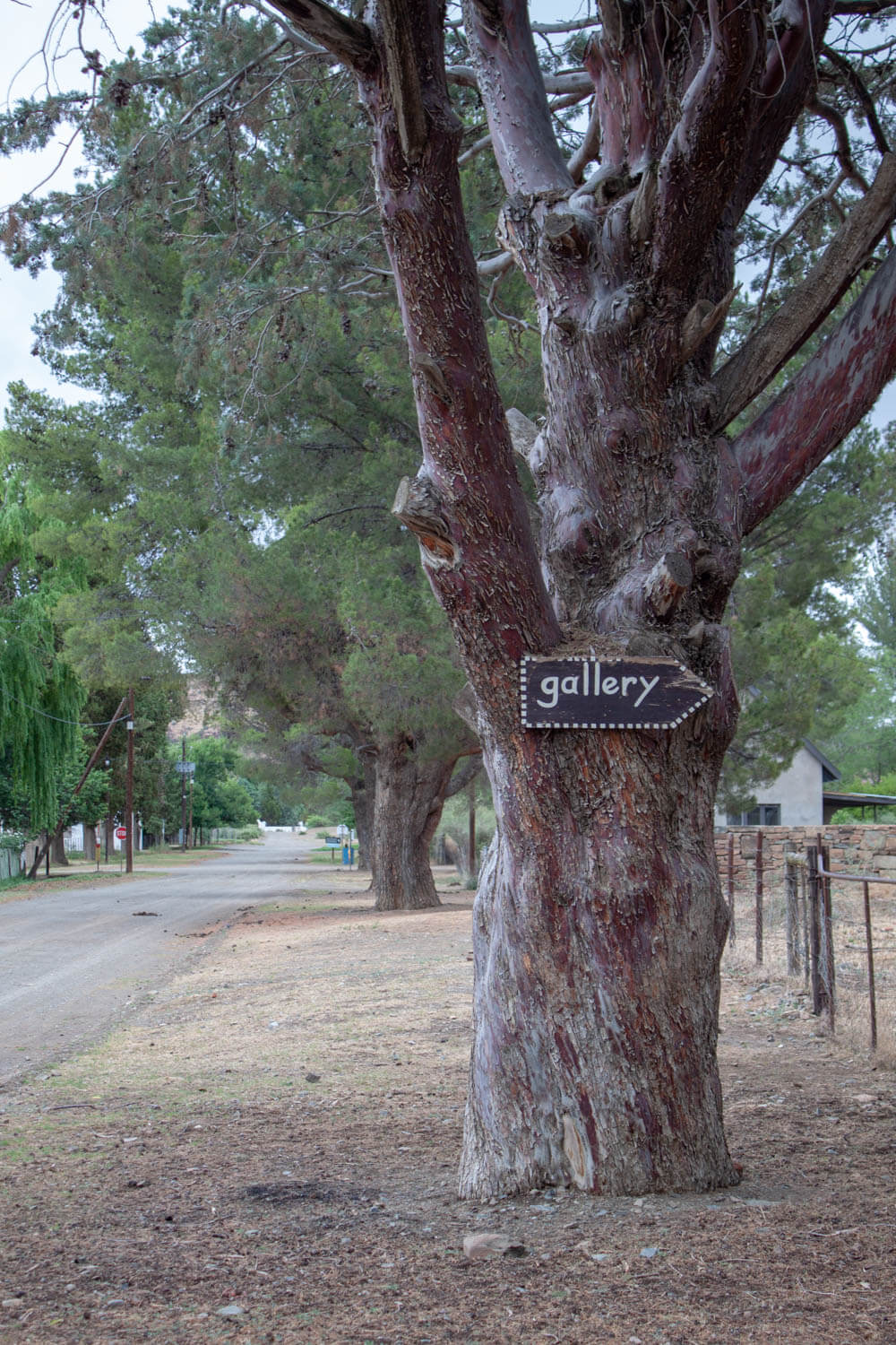 Tree with Gallery sign on street in Nieu Bethesda