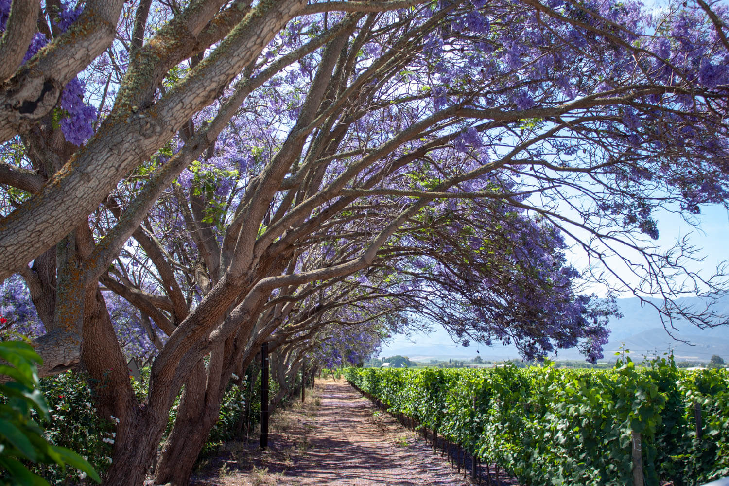 Jacarandas and vines in the Robertson Wine Valley