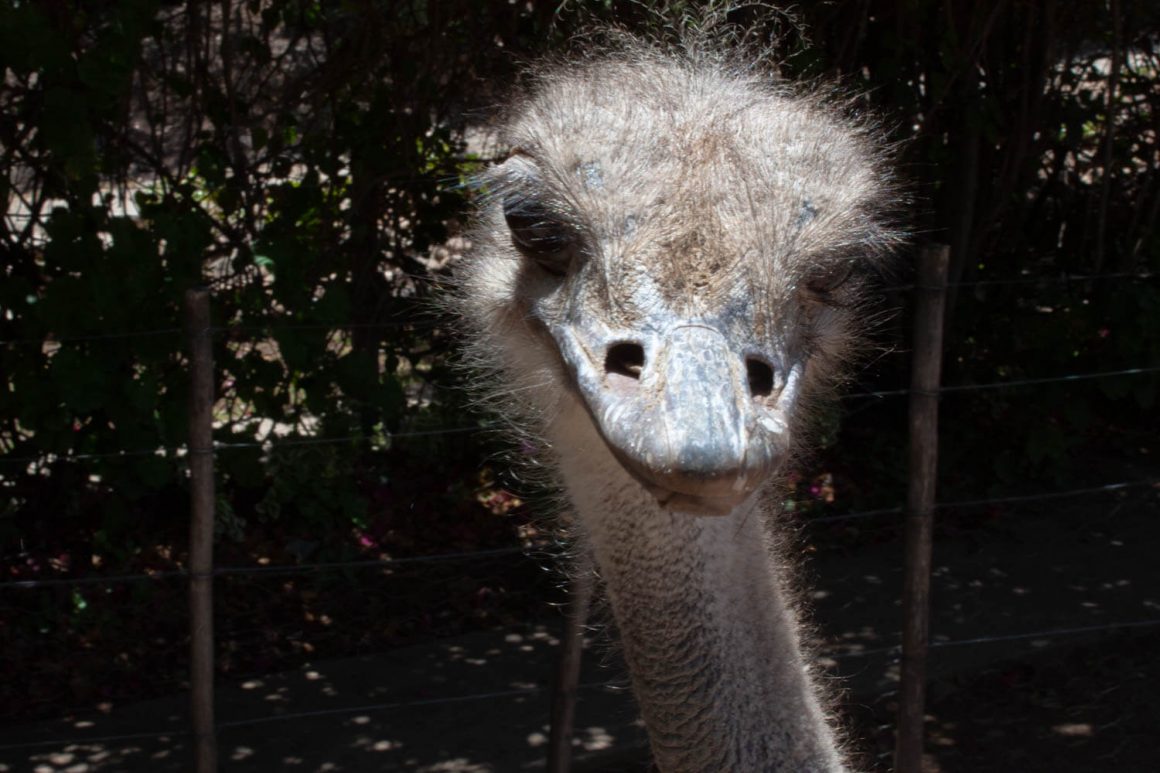 Ostrich head close-up cover image of Oudtshoorn and Route 62 day