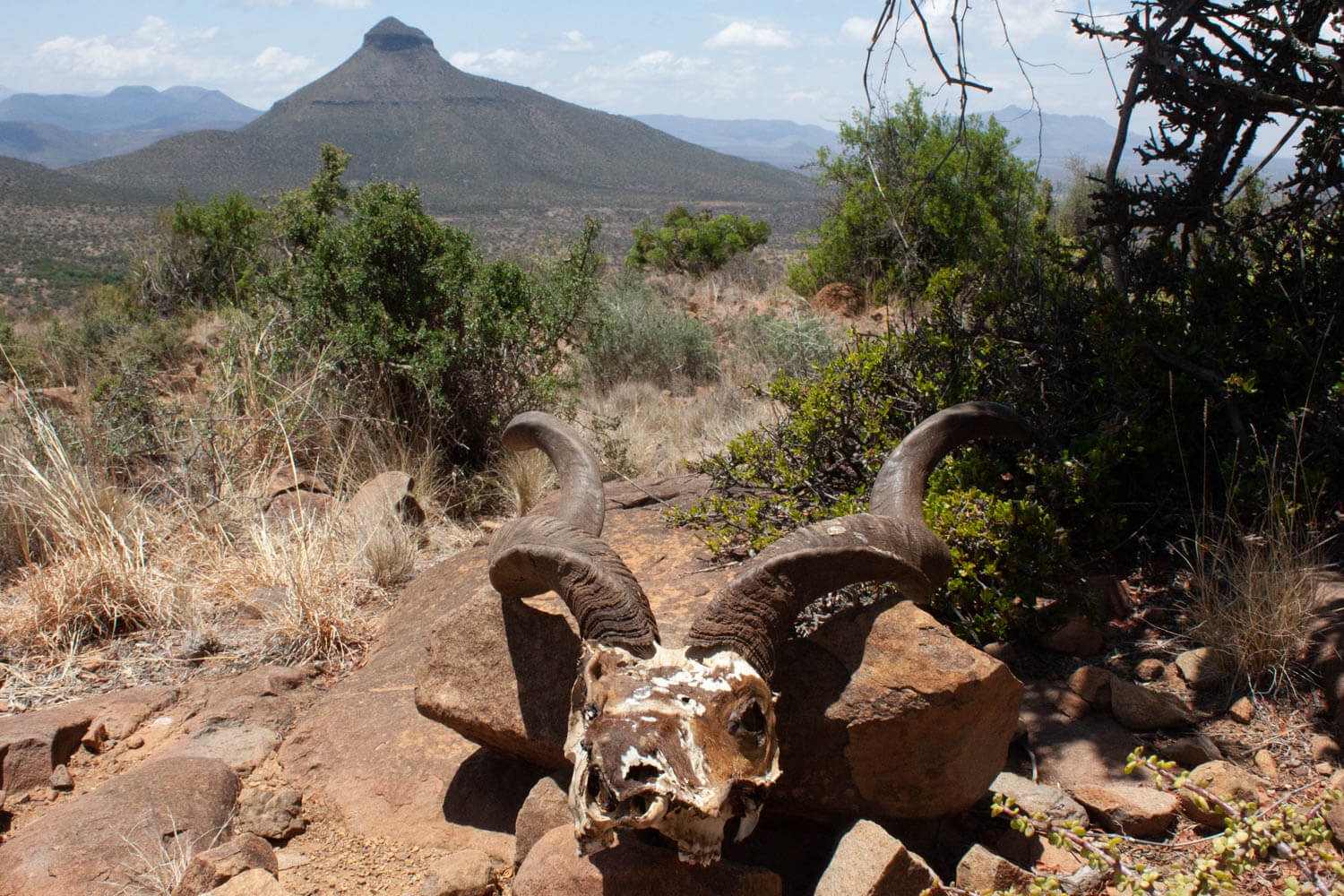 Karoo desert skull and mountain