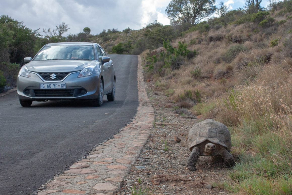 Tortoise on the side of the road.