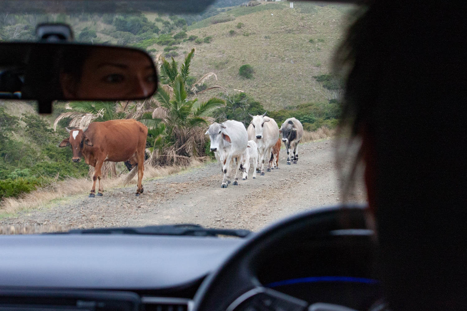 Kim driving with cows in the way