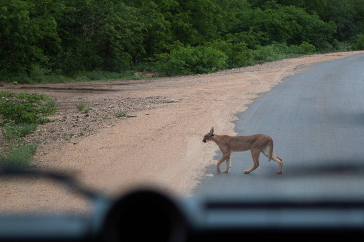 Caracal crossing the road in front of us.