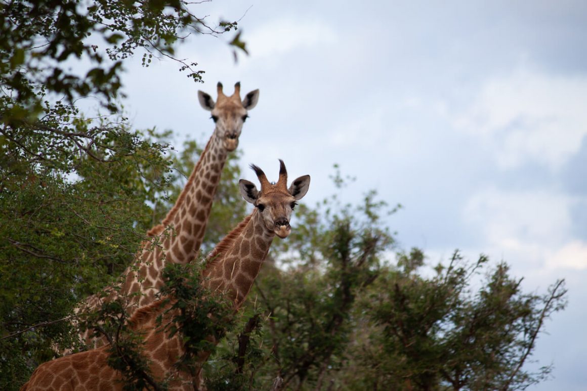 giraffes poking their heads out in kruger park - kruger safari tips