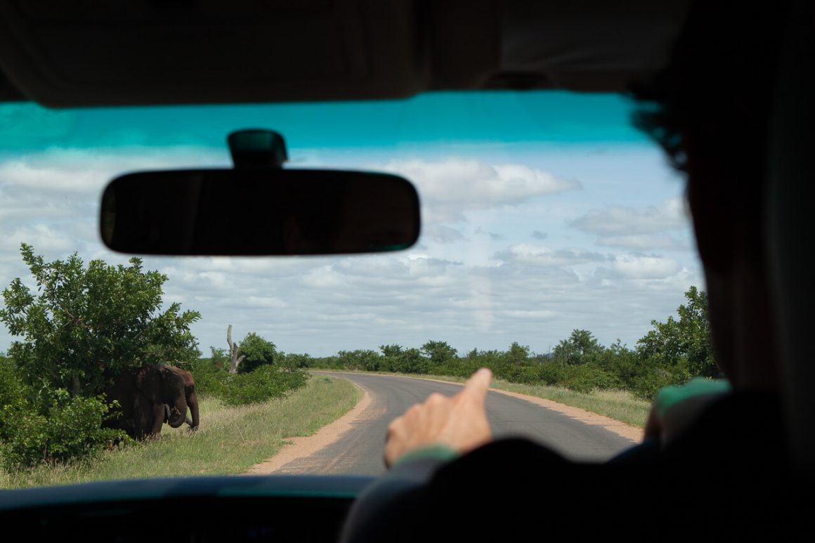 Driving along a Kruger Park road with an elephant hiding behind a bush.