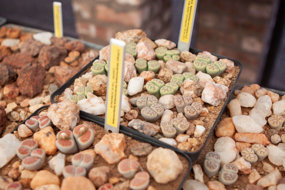 Lithops plants, a rare species of succulents, are grown in a nursery at Alte Kalkofen.
