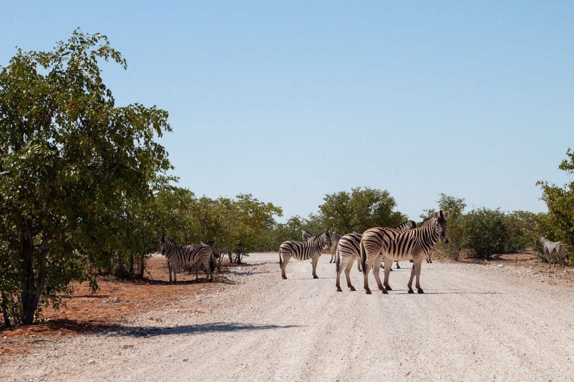Zebra crossing the gravel road in Etosha.