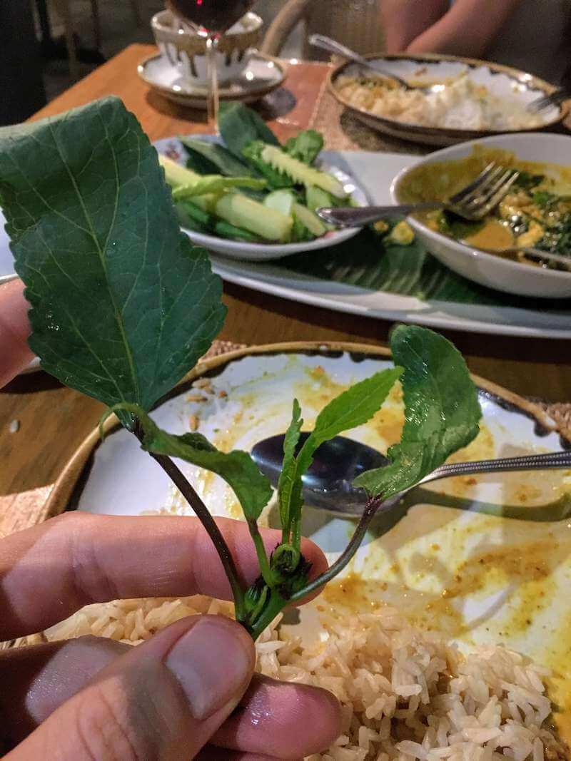 Close up or the unique-tasting roselle leaf