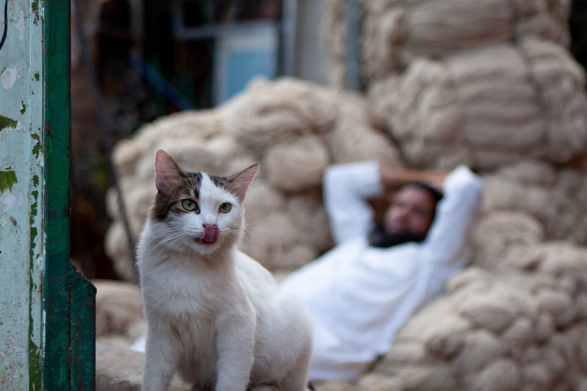 Cat and wool vendor chilling out in the busy Marrakech medina.
