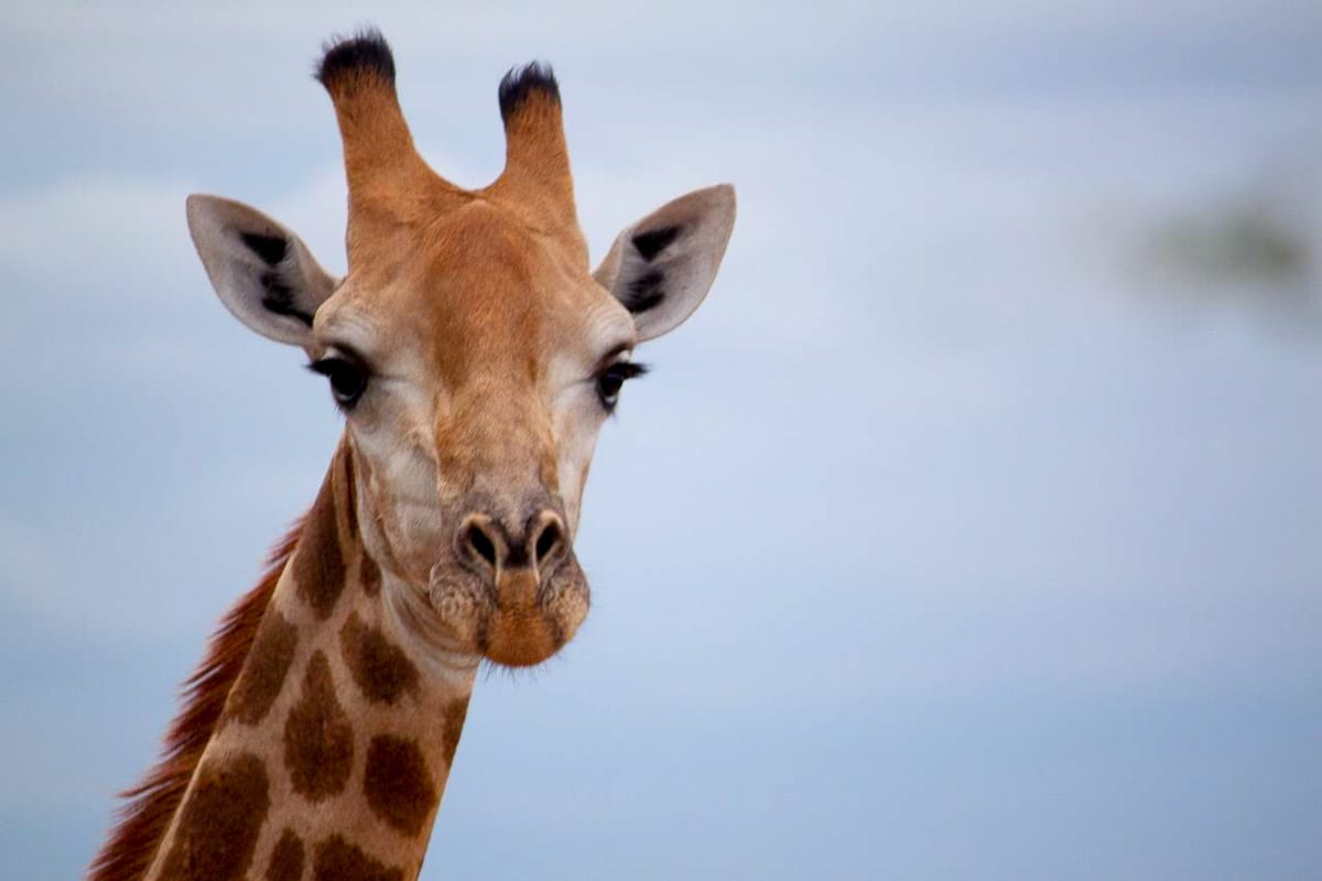 Giraffe close up from Kruger Park, South Africa