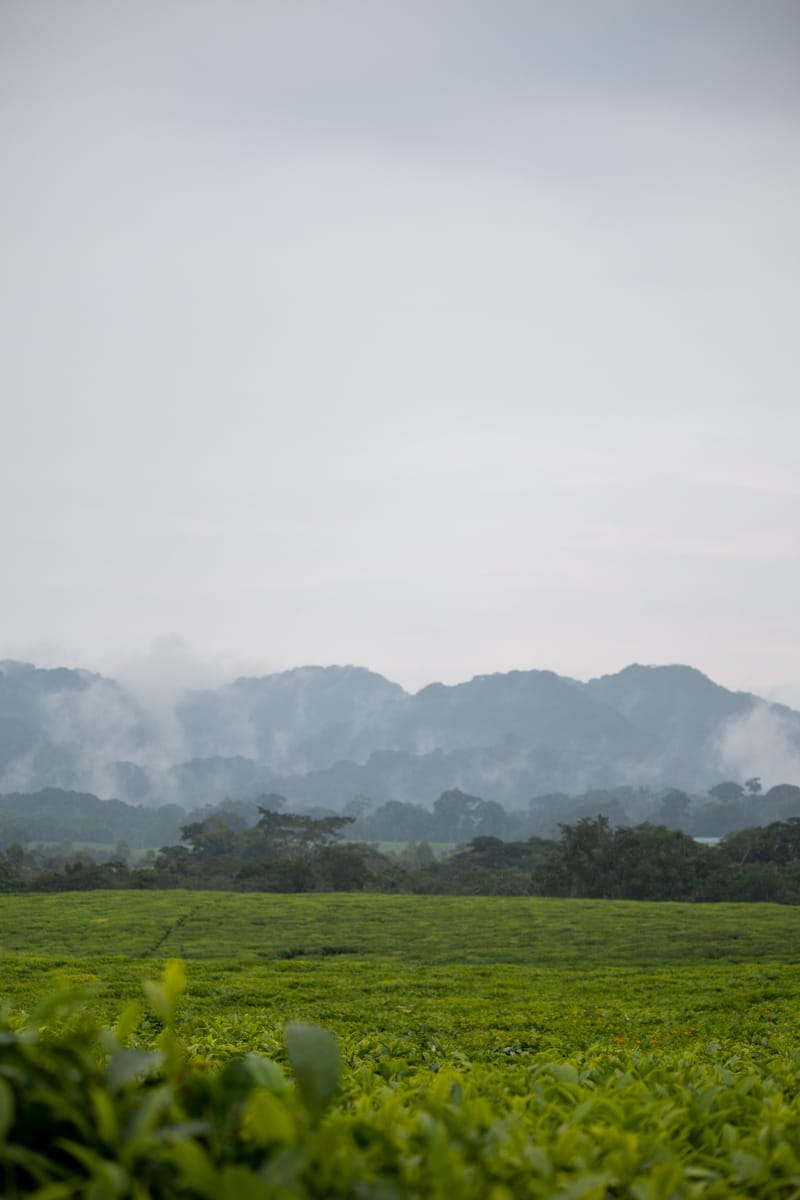 Nyungwe forest and tea plantations