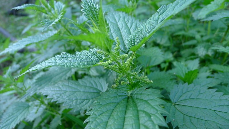 Watch out for stinging nettle like this when hiking Mount Bisoke in Rwanda