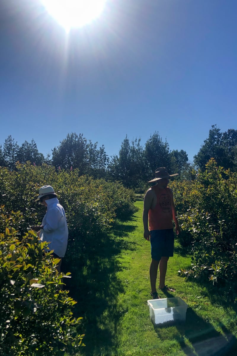 blueberry picking in richmond