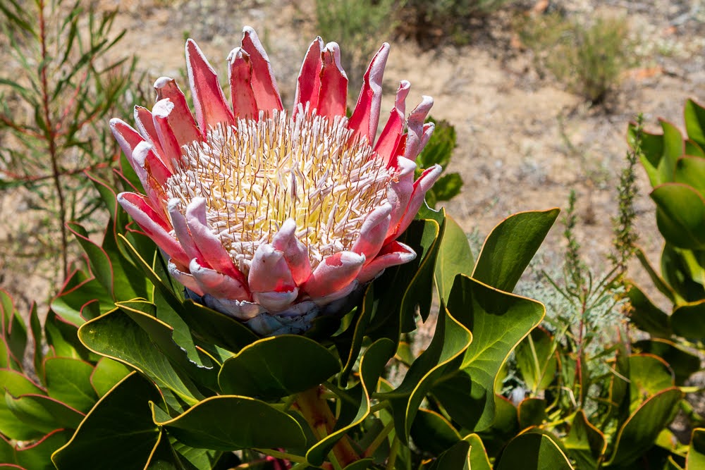 Big protea flower in South Africa